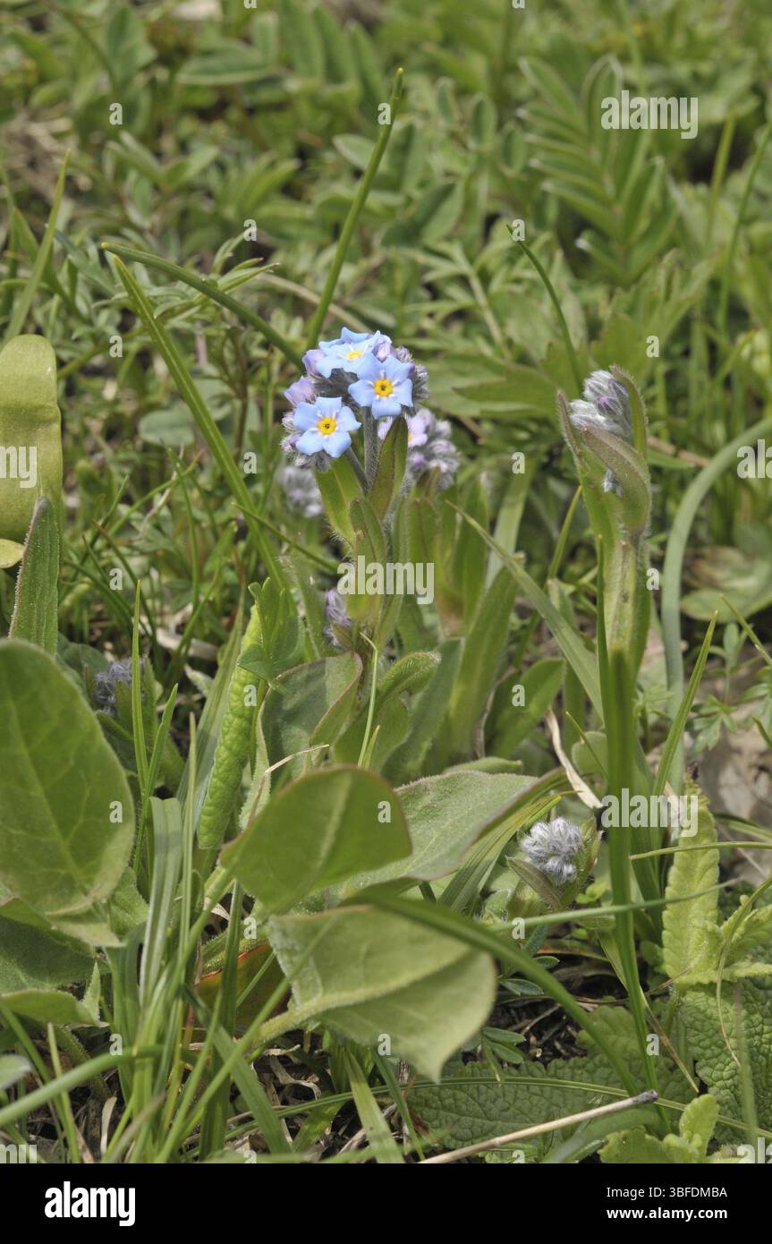 Alpine Forget-Me-Not (Myosotis alpestris) Banque D'Images