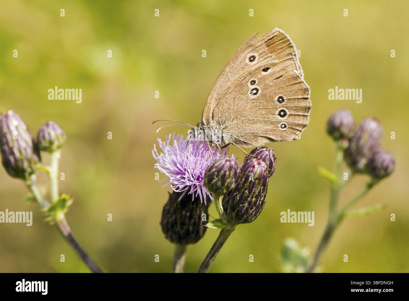 Oiseau des bois brun papillon Banque D'Images