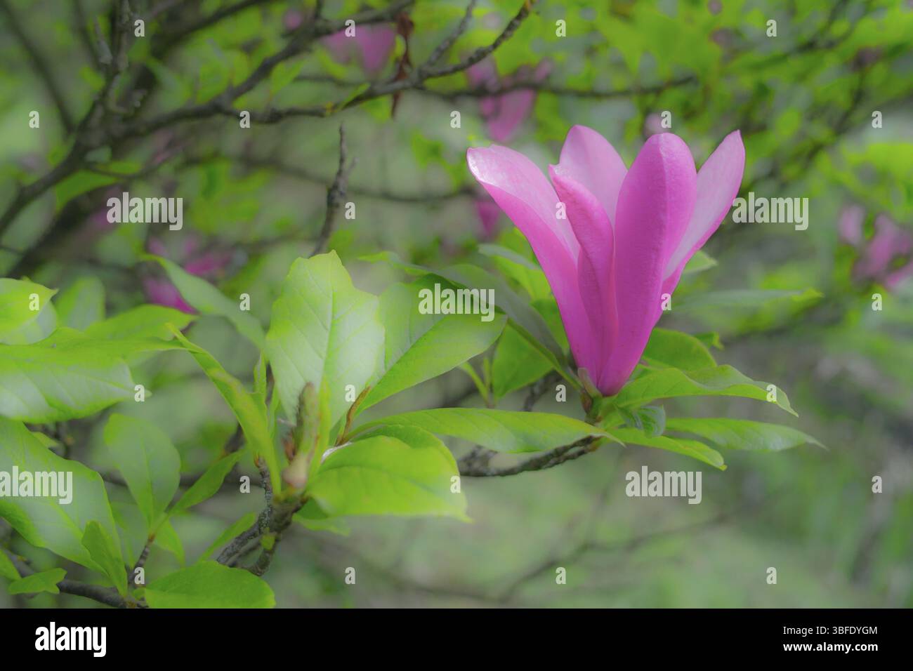 Un souffle de PRINTEMPS (magnolia) Banque D'Images