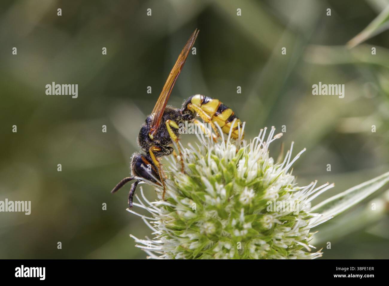 Loup d'abeille dans la litière de l'homme de champ (Philanthus triangulum) Banque D'Images