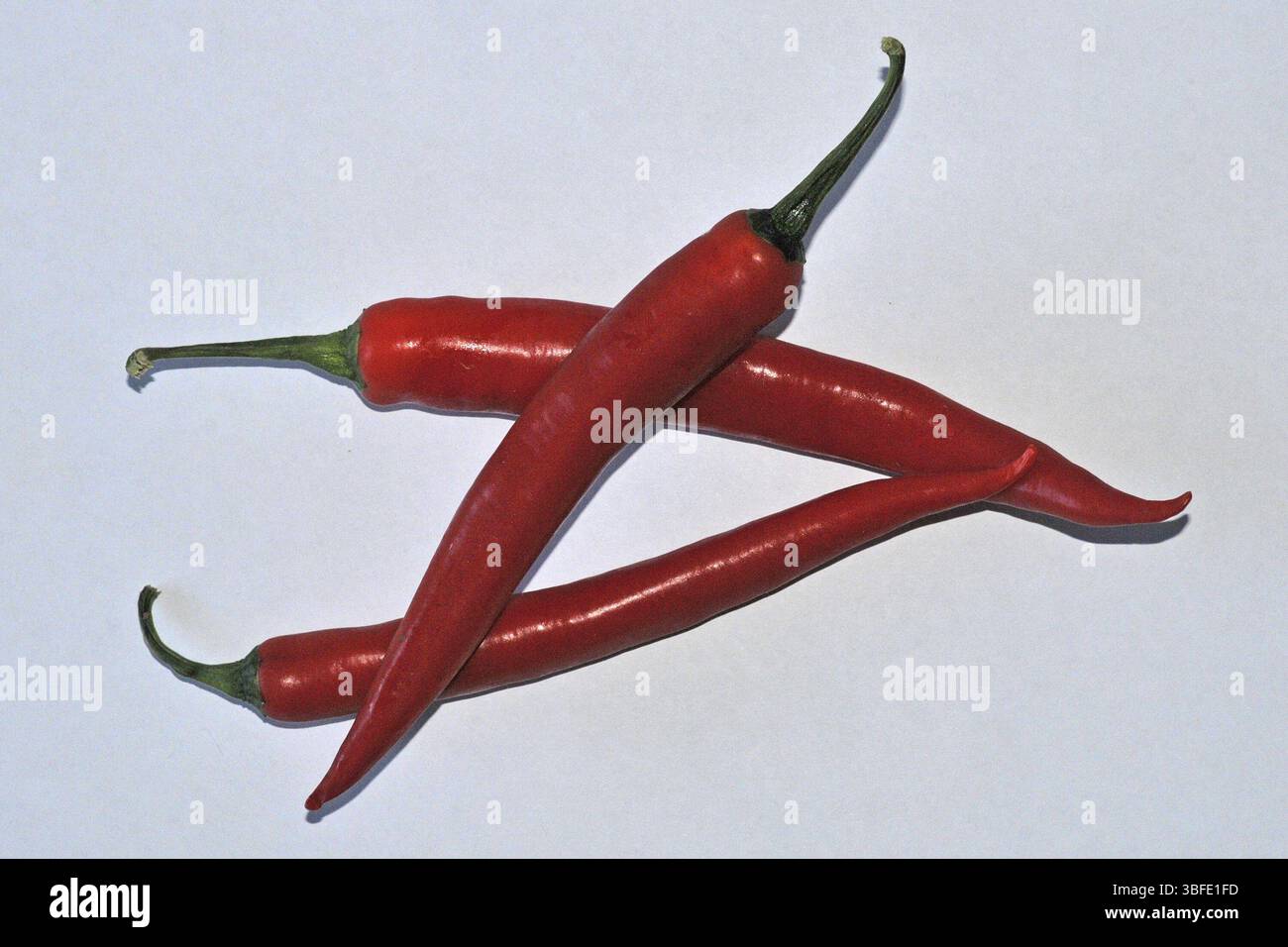 Piment (Capsicum annuum) Banque D'Images