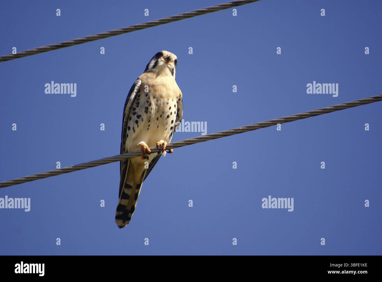 Faucon coloré (Falco sparverius) Banque D'Images