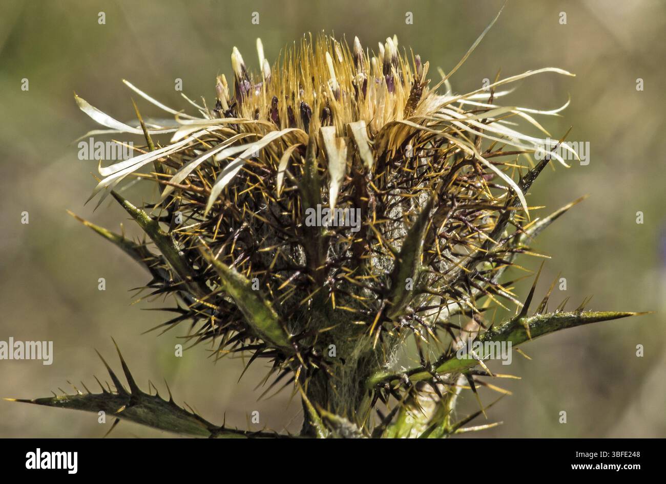 Chardon doré (Carlina vulgaris) Banque D'Images