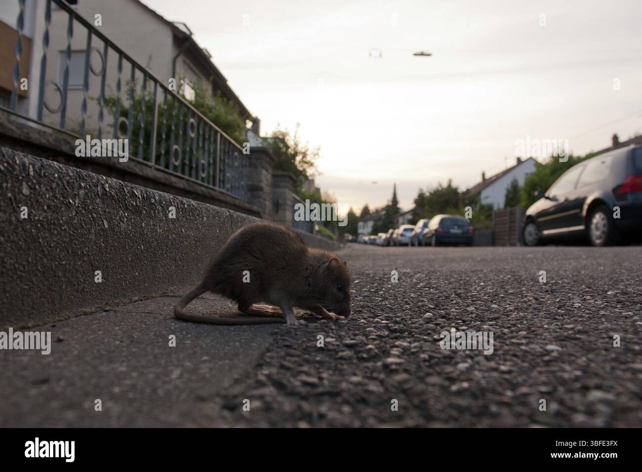 Rat domestique (Rattus rattus) Banque D'Images