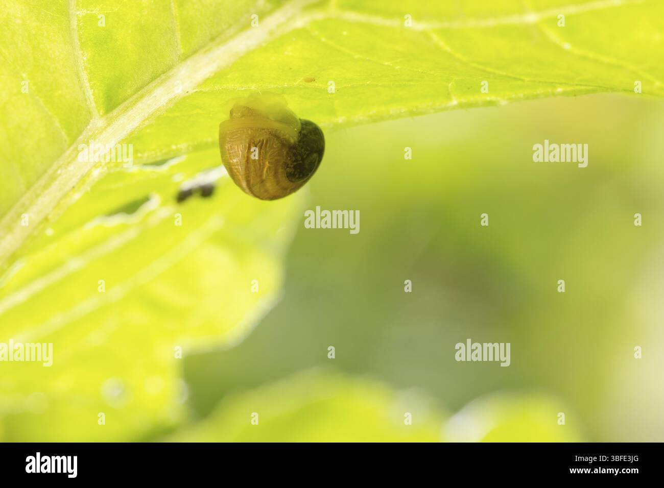Escargot chartreux et queue de printemps dans un monde vert (monacha cartusiana) Banque D'Images