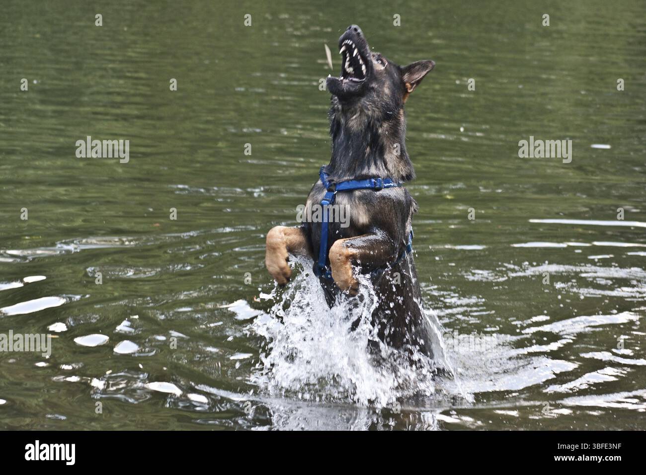 Chien de berger Banque D'Images