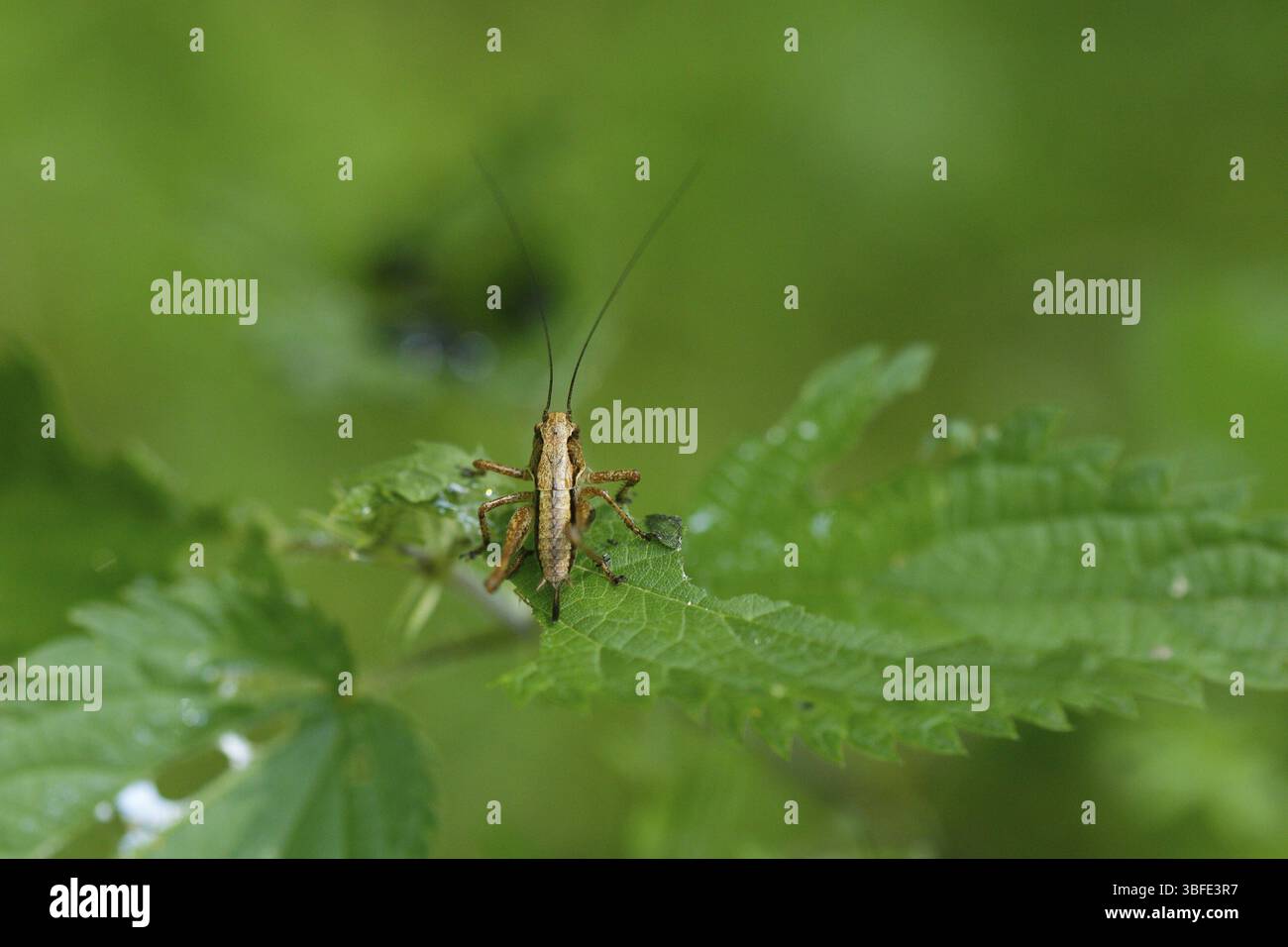 Cricket de brousse foncé (PHolidoptera grisoabtera) Banque D'Images