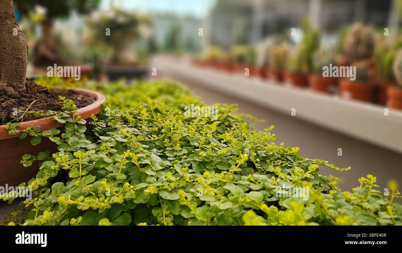 Verdure verdoyante débordant de jardinière en céramique, positionnée dans un cadre de pépinière animé avec une atmosphère botanique luxuriante Banque D'Images