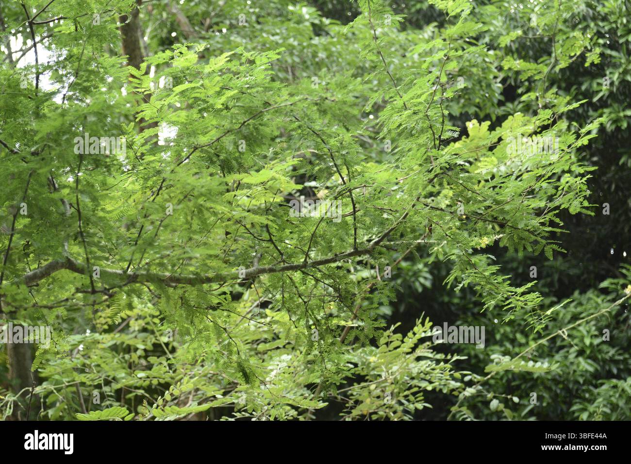 Vachellia farnesiana (Acacia farnesiana) Banque D'Images
