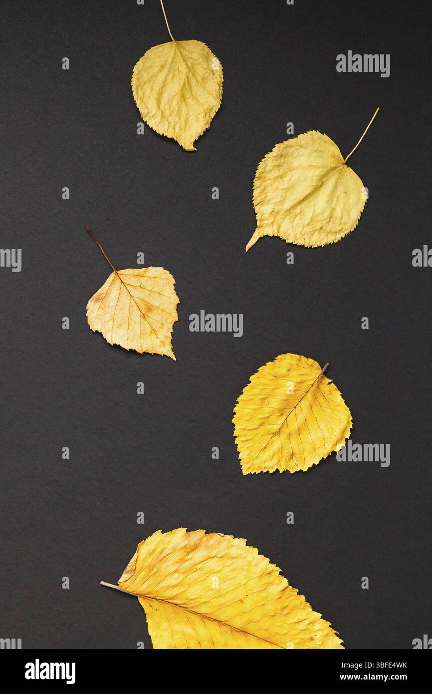 Creative haut voir télévision jeter l'automne composition. Les feuilles jaune sec Concept châssis modèle fond noir copie espace modèle minimaliste automne anniversar Banque D'Images