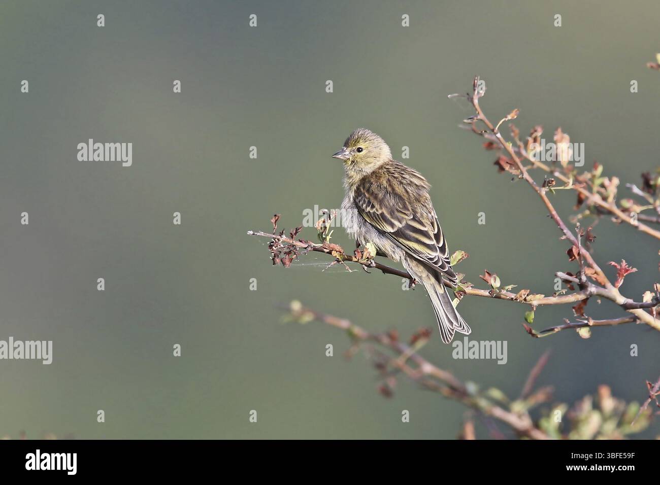 Serin Corse (Carduelis corsicana) Banque D'Images