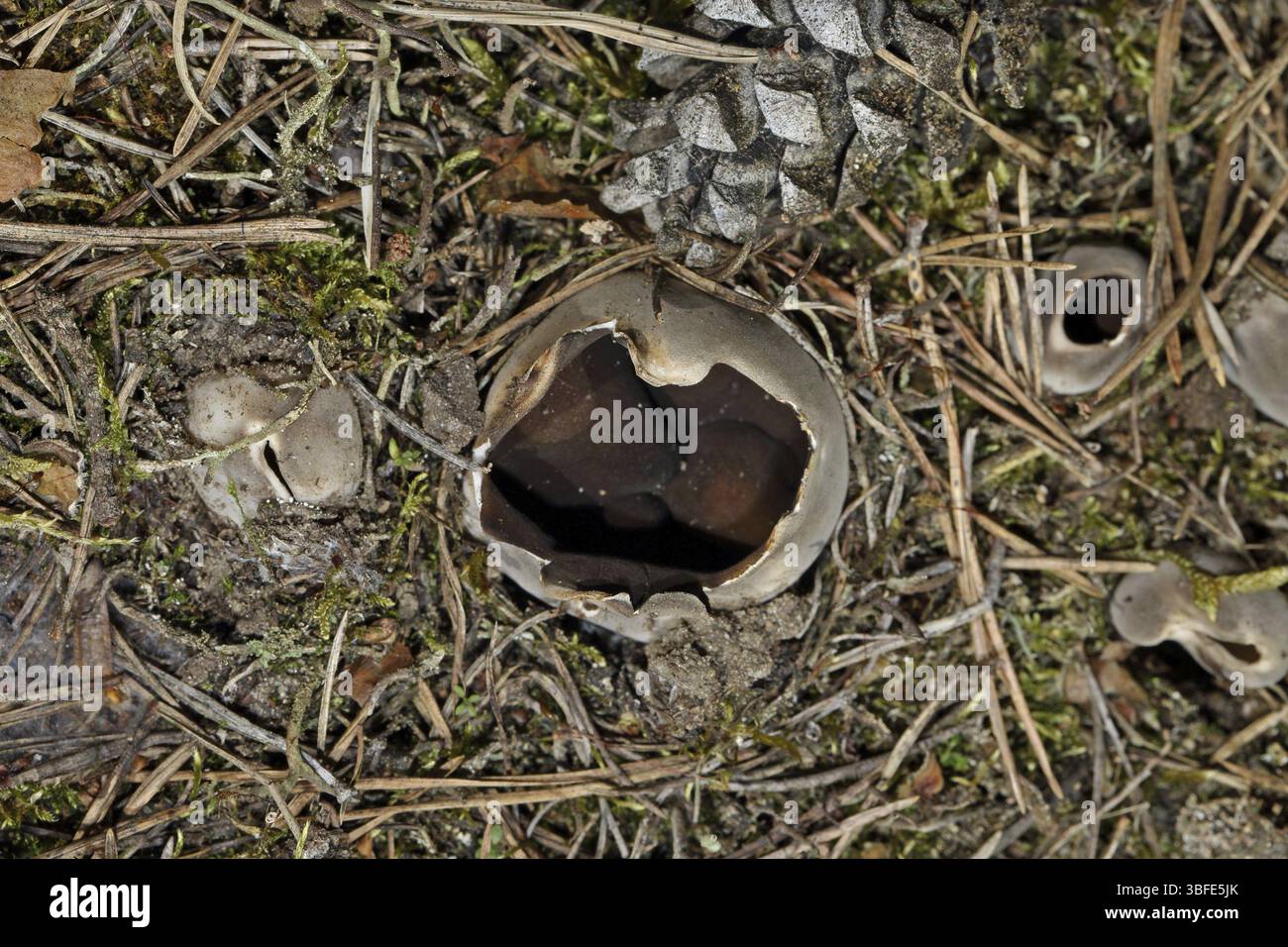 Champignon de la coupe couronnée (Sarcosphaera coronaria) Banque D'Images