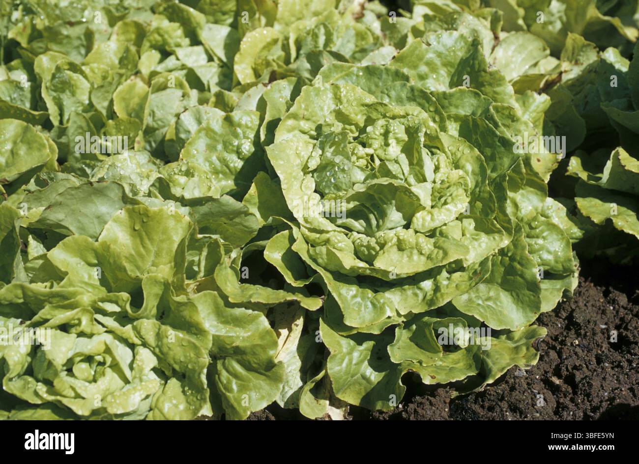 La laitue (Lactuca sativa var. capitata) Banque D'Images