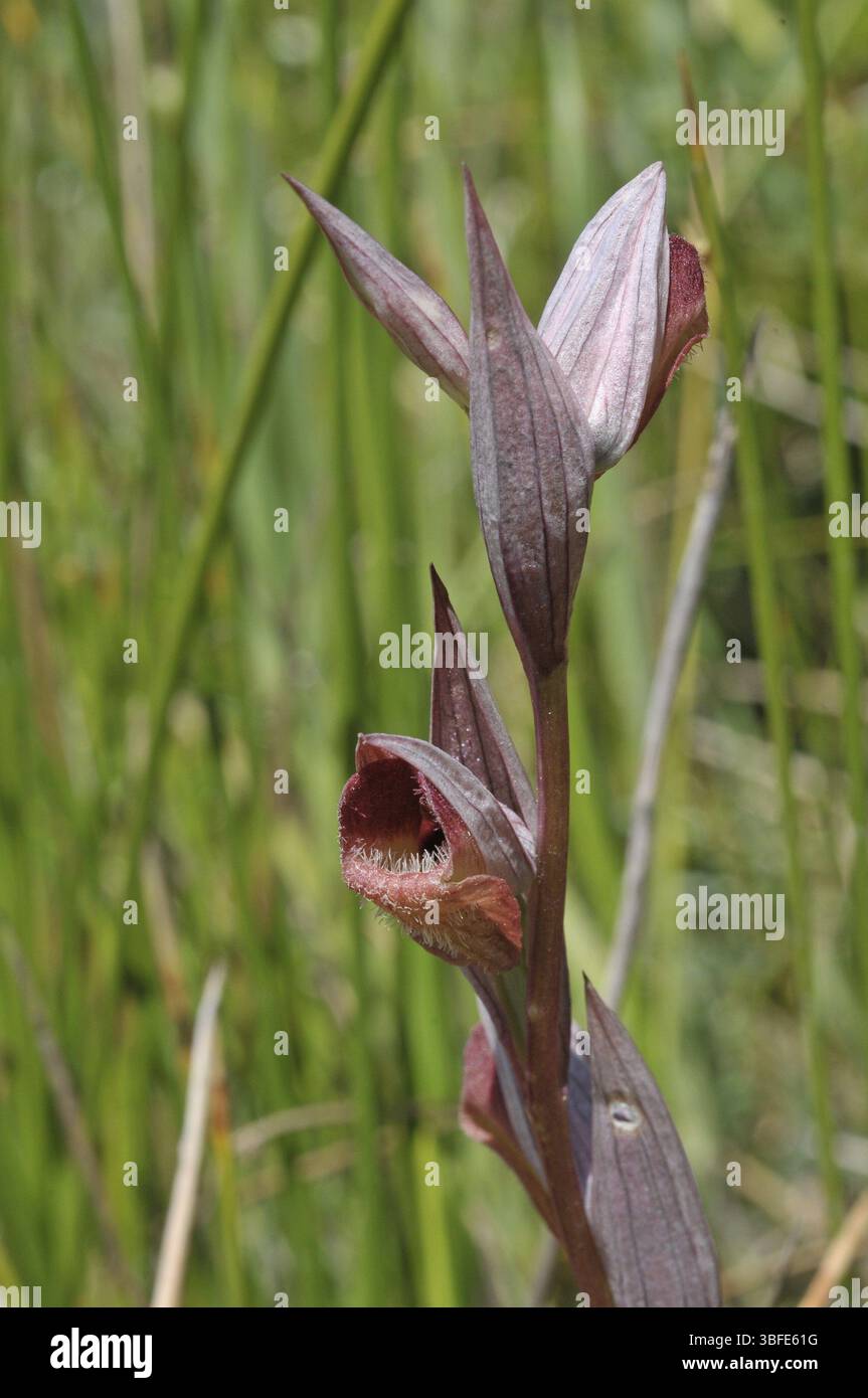 Langue de charrue (Serapias vomeracea) Banque D'Images