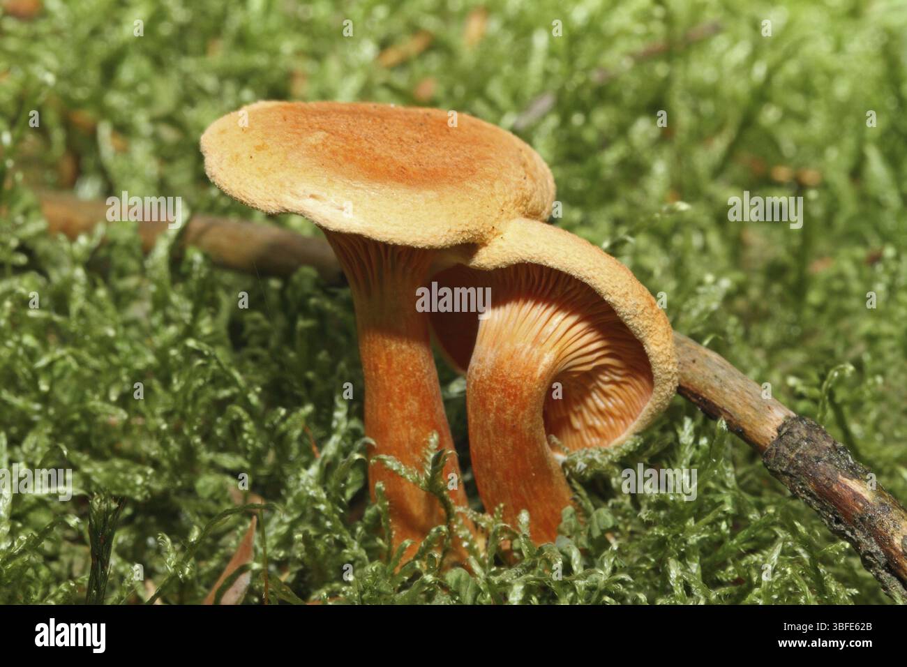Fausse Chanterelle (Hygrophoropsis aurantiaca) Banque D'Images
