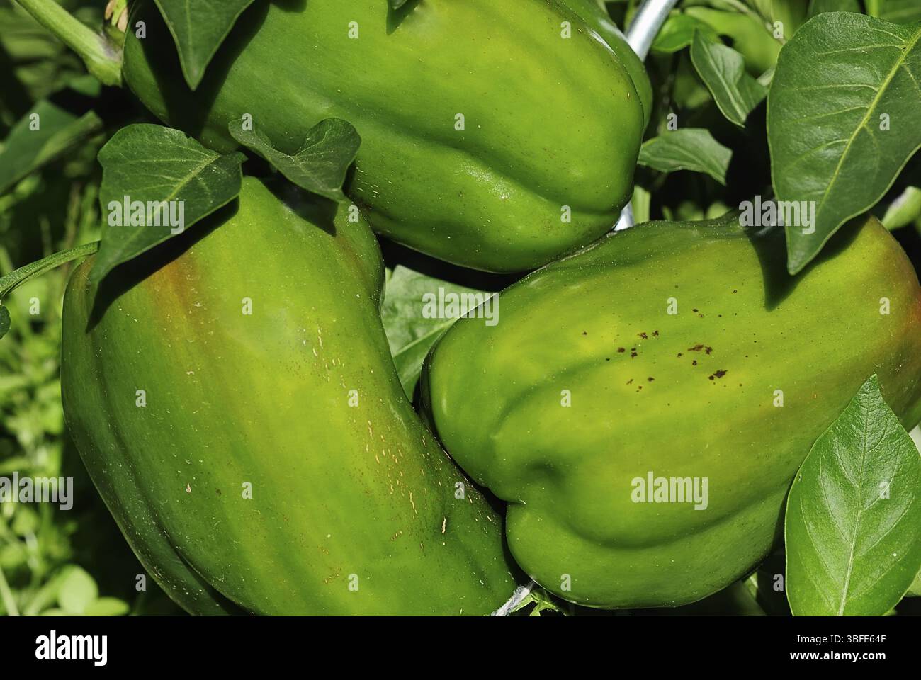Paprika (capsicum annuum) Banque D'Images
