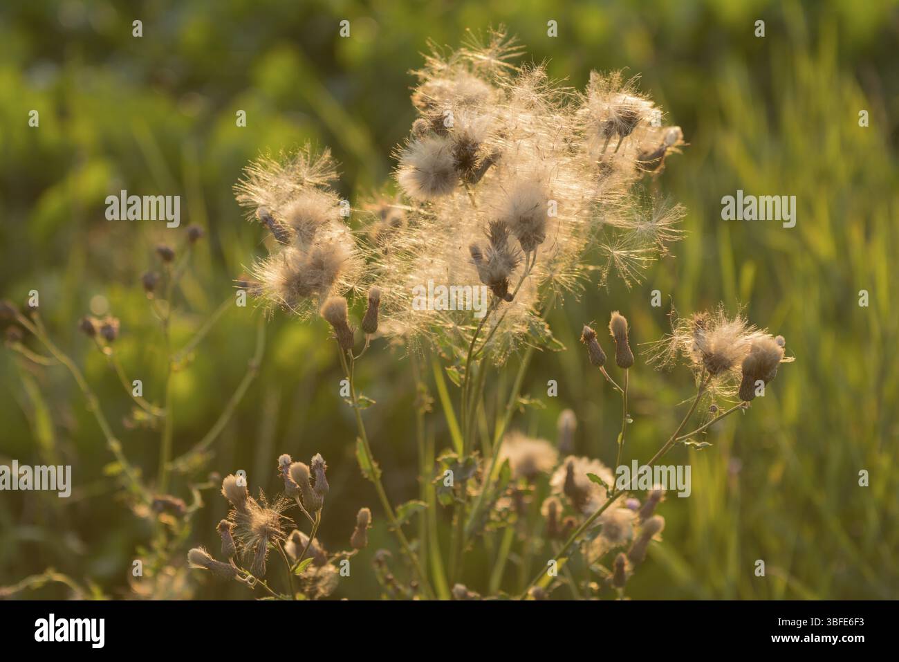 Fructification du chardon rampant (Cirsium arvense) Banque D'Images