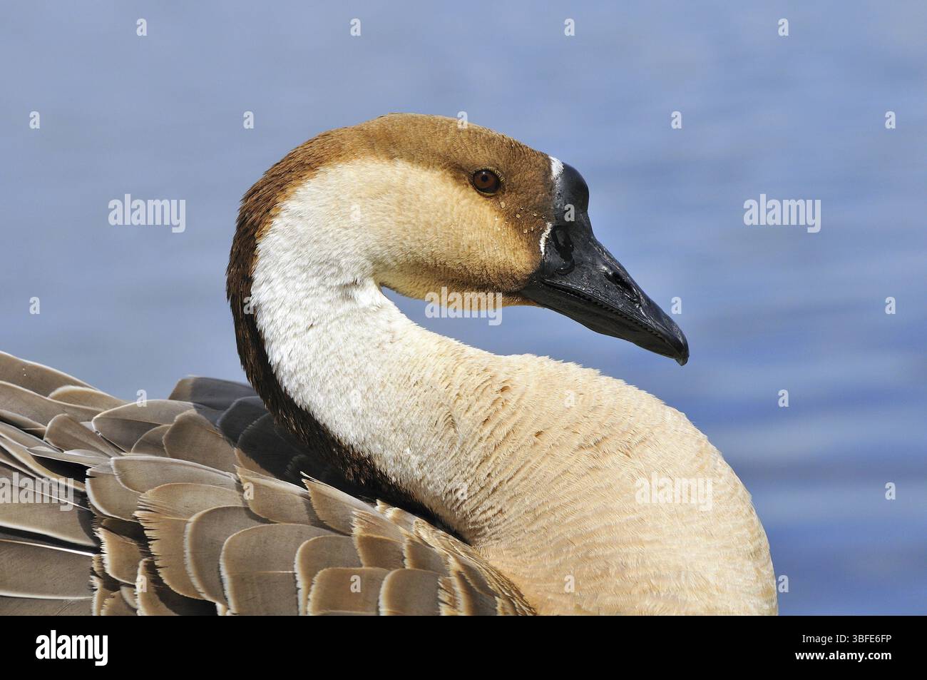 Swan goose (Anser cygnoides) Banque D'Images