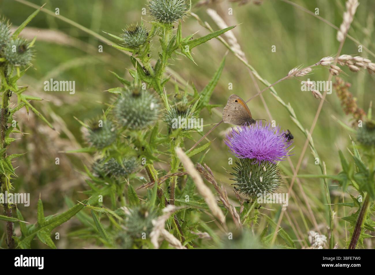 Spear Cirsium vulgare) Banque D'Images