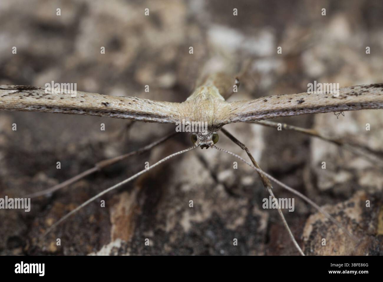 Teigne des plumes Emmelina monodactyla (Emmelina monodactyla) Banque D'Images