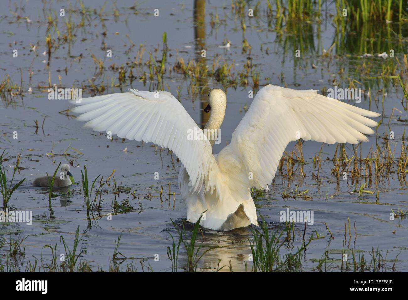 Cygne muet (cygnos olor) Banque D'Images