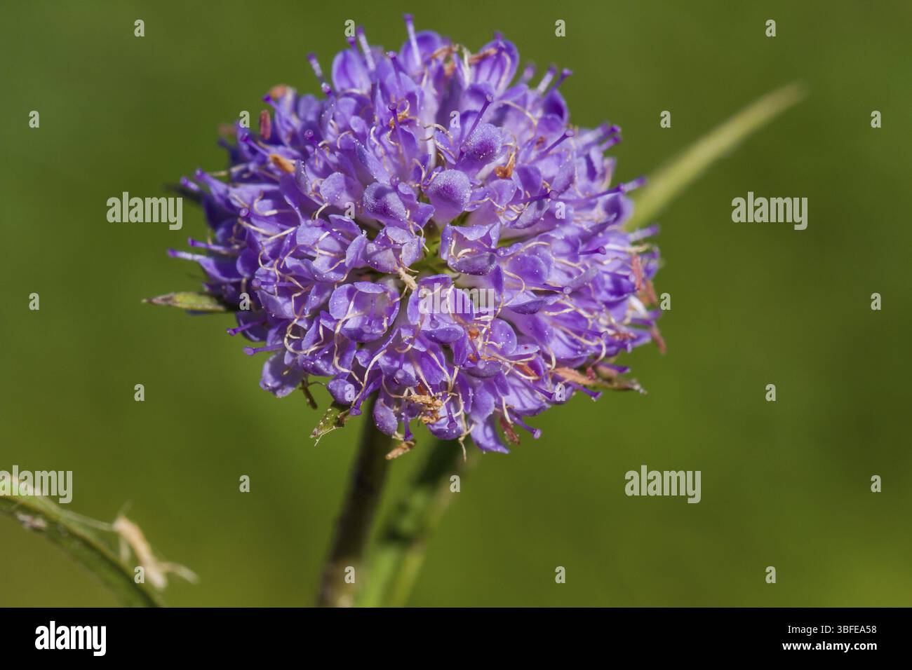 Devil's bit scabious (Succisa pratensis) Banque D'Images