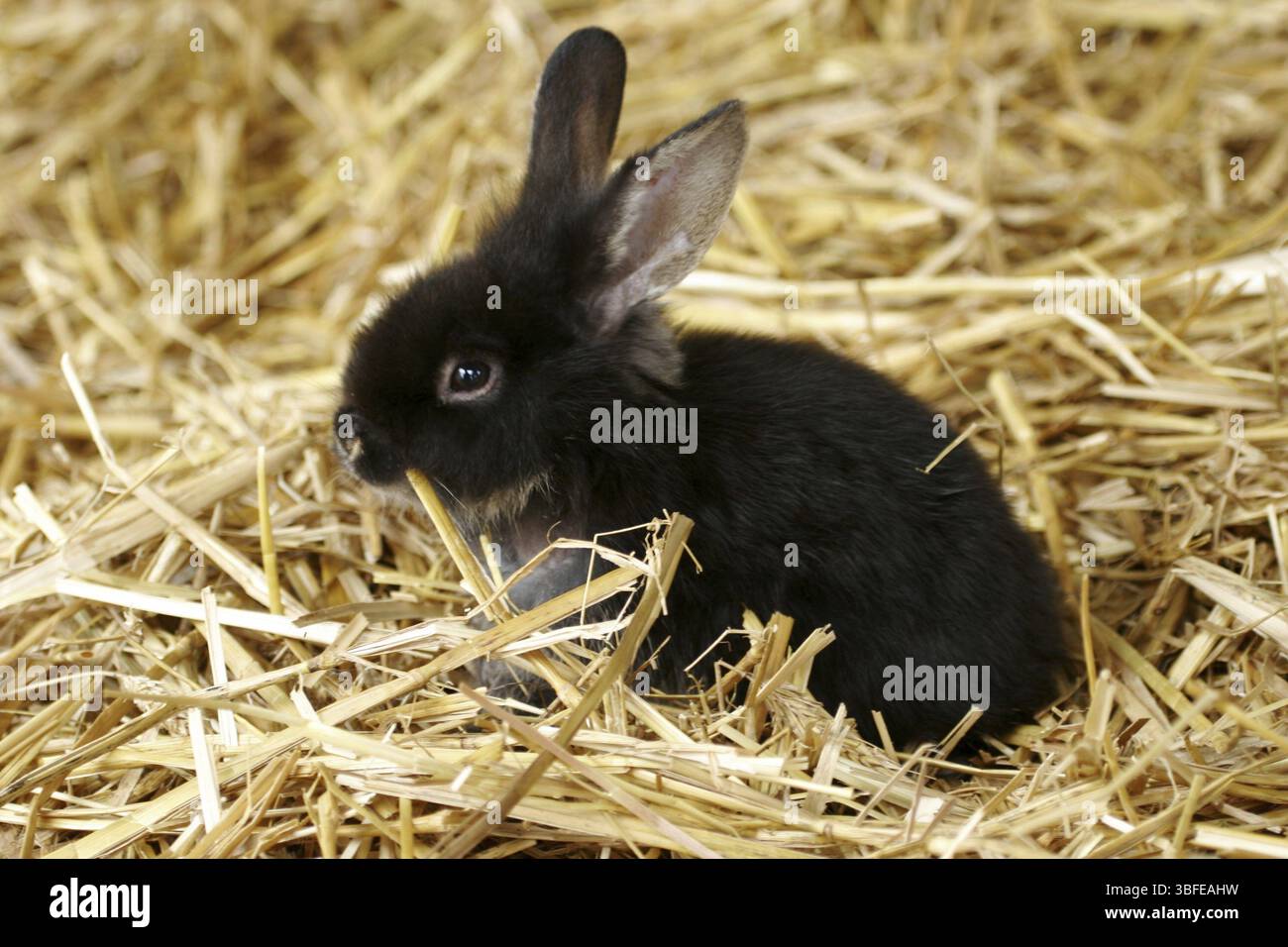 Lapin nain Banque D'Images
