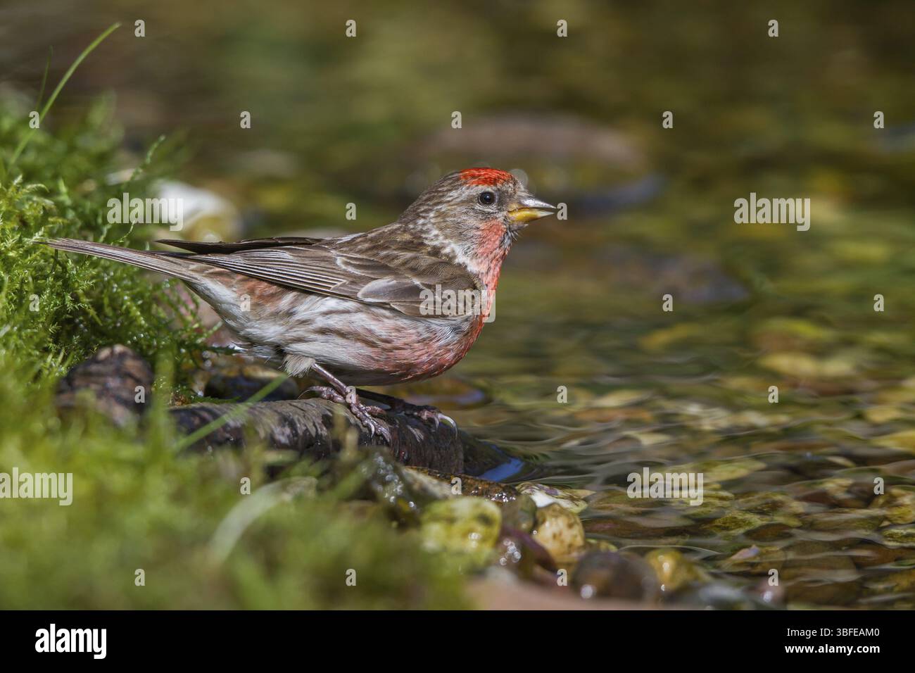 Redpoll - boisson masculine (Carduelis flammea) Banque D'Images
