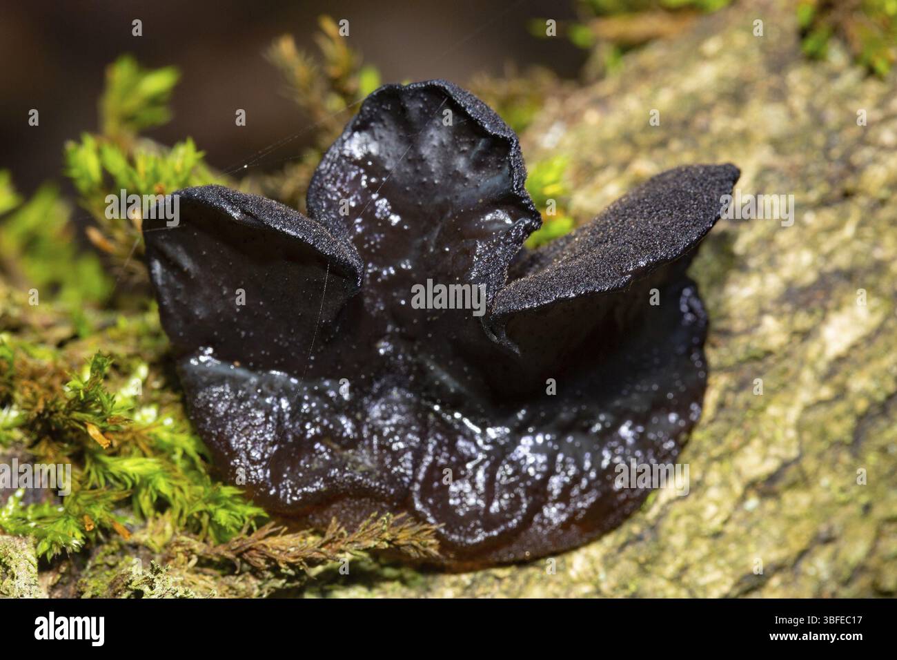 Beurre de sorcière noire (Exidia glandulosa) Banque D'Images
