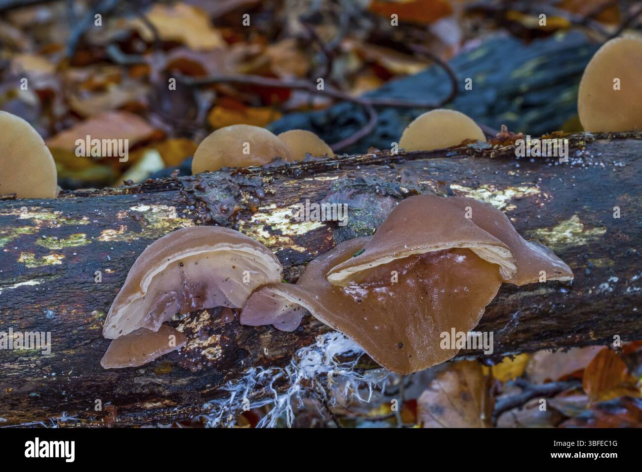 Oreille de Judas (Auricula sambucina) Banque D'Images