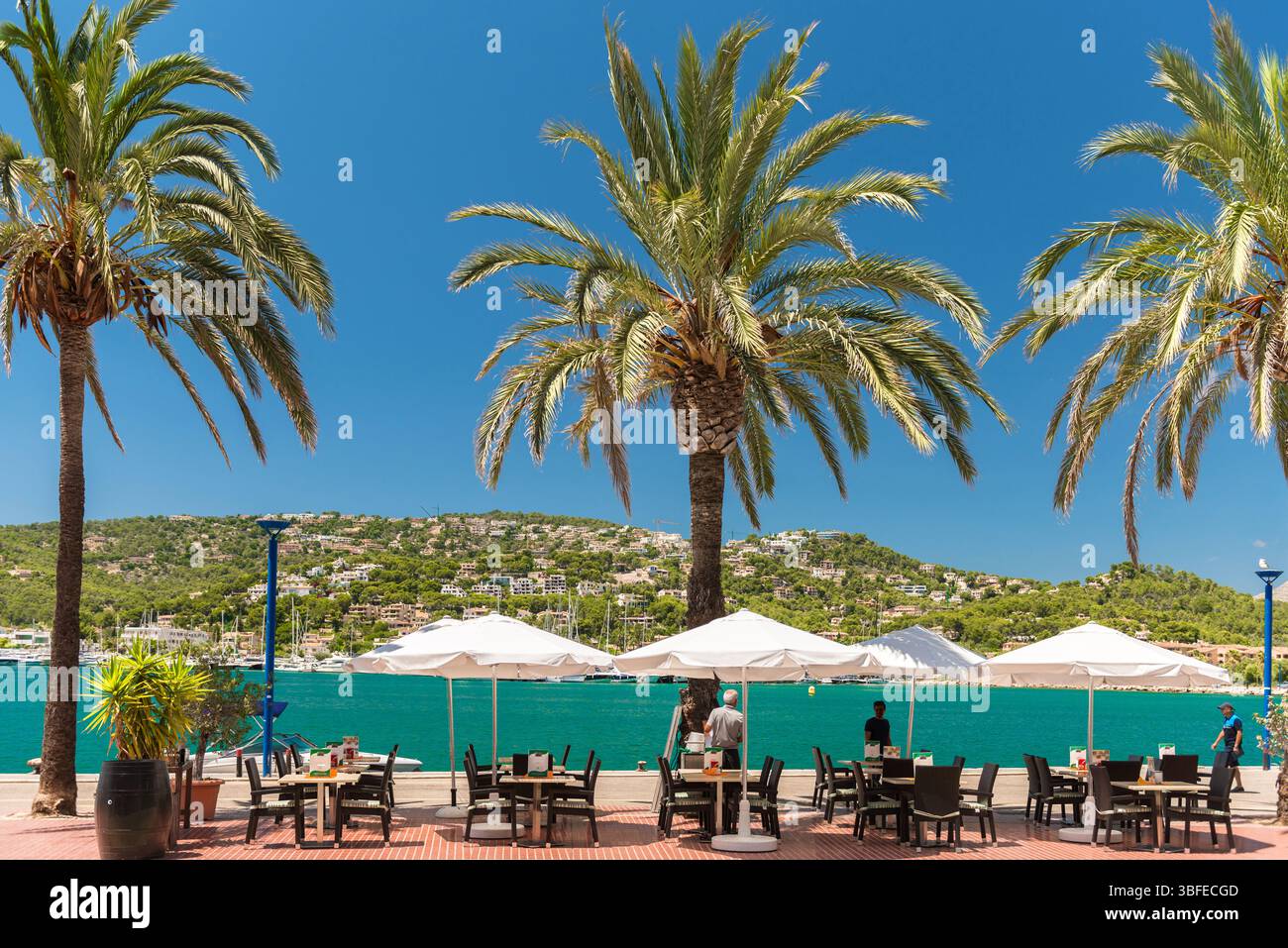 Promenade avec palmiers à Port Andratx - Majorque - 3386 Banque D'Images