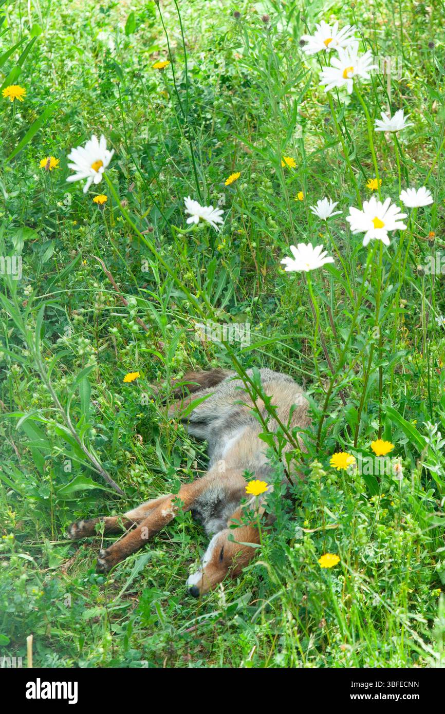 Londres. Météo britannique, 1er juin 2025 : le premier jour de l'été météorologique, un renard s'étire pour un sommeil diurne dans une parcelle de fleurs sauvages dans un jardin londonien. Ce renard est père d'une portée de petits donc le sommeil est à une prime. Crédit : Anna Watson/Alamy Live News Banque D'Images