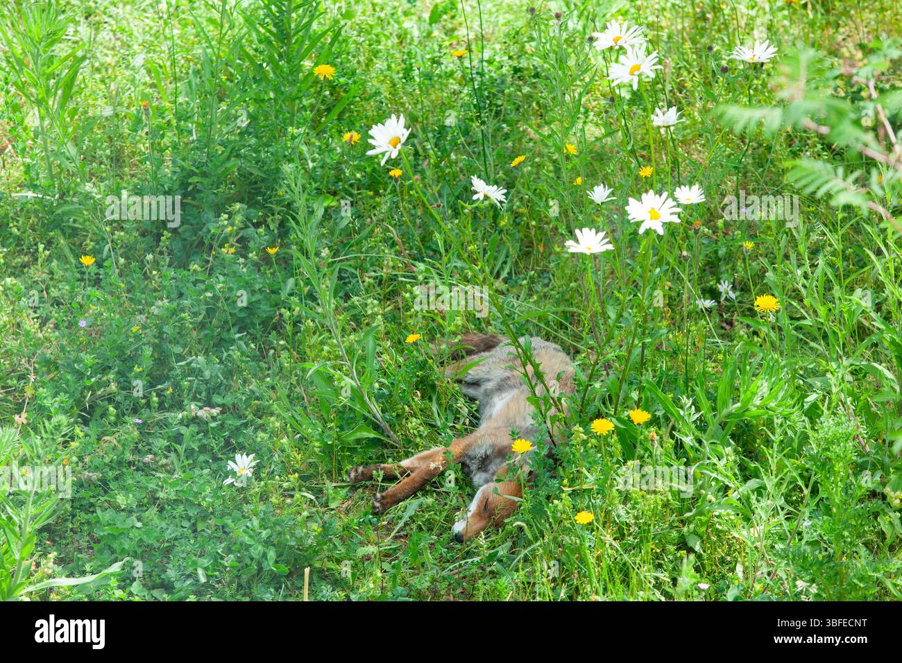 Londres. Météo britannique, 1er juin 2025 : le premier jour de l'été météorologique, un renard s'étire pour un sommeil diurne dans une parcelle de fleurs sauvages dans un jardin londonien. Ce renard est père d'une portée de petits donc le sommeil est à une prime. Crédit : Anna Watson/Alamy Live News Banque D'Images