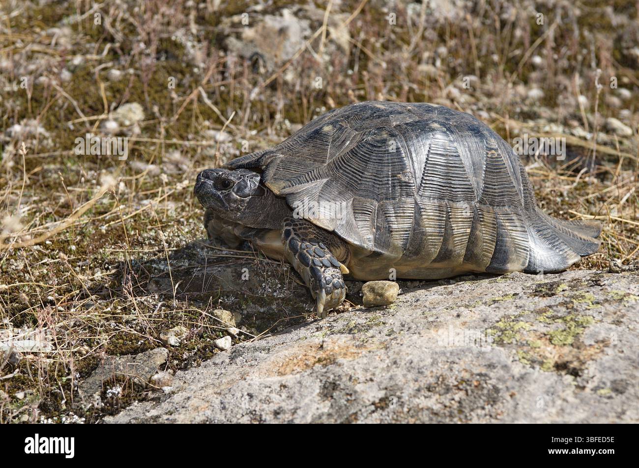 Tortue à large coquille (Testudo marginata) Banque D'Images Tortue à large coquille (Testudo marginata) Banque D'Images