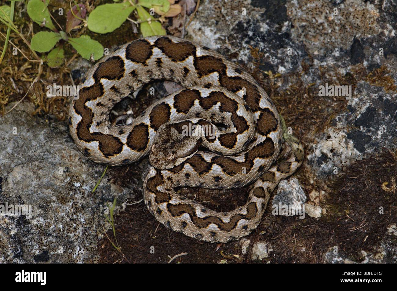 Vipère sablonneux ou corné, mâle (Vipera ammodytes meridionalis) Banque D'Images