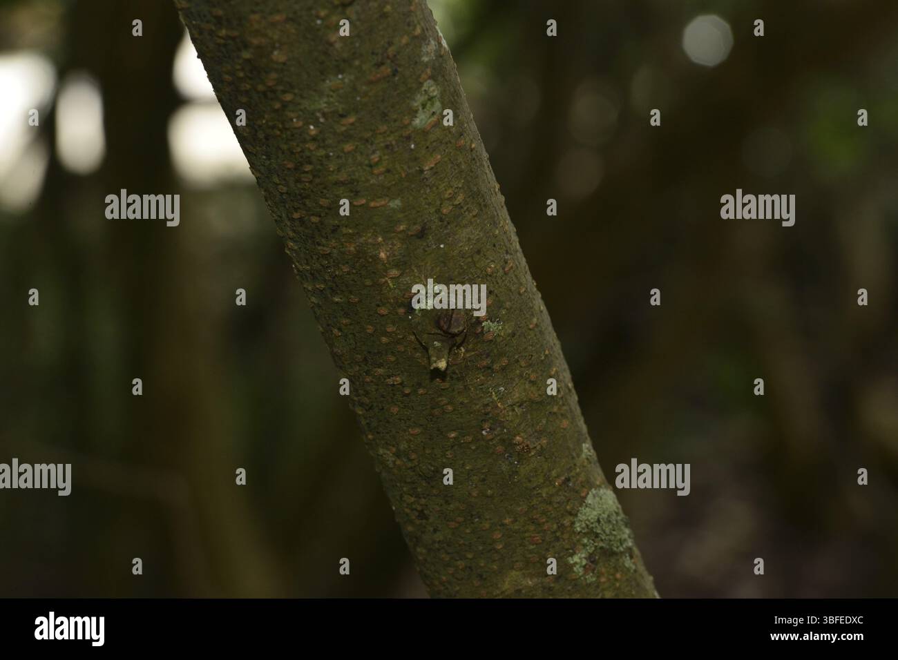 Vachellia farnesiana (Acacia farnesiana) Banque D'Images