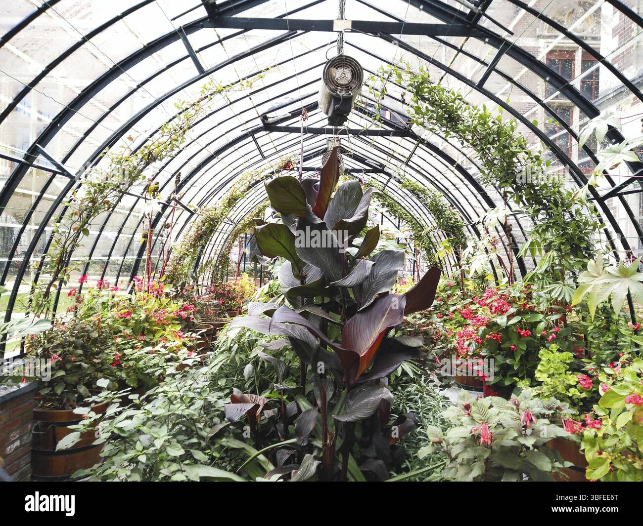 Fleurs et plantes dans un jardin intérieur Banque D'Images