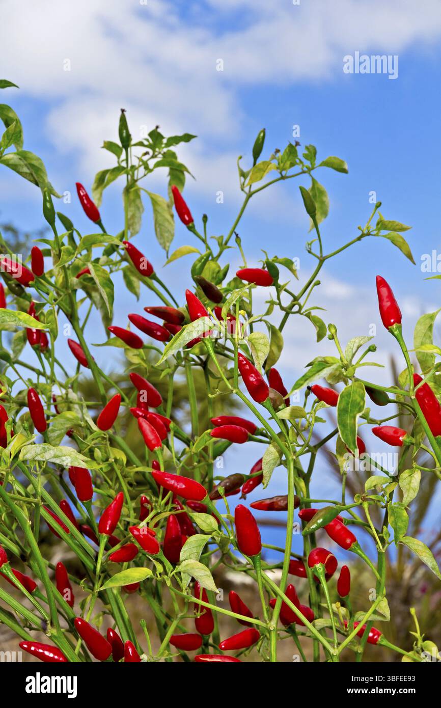 Piment (Capsicum annuum) Banque D'Images