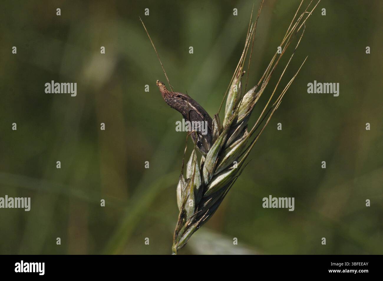 Champignon de l'ergot de seigle (Claviceps purpurea) Banque D'Images Champignon de l'ergot de seigle (Claviceps purpurea) Banque D'Images