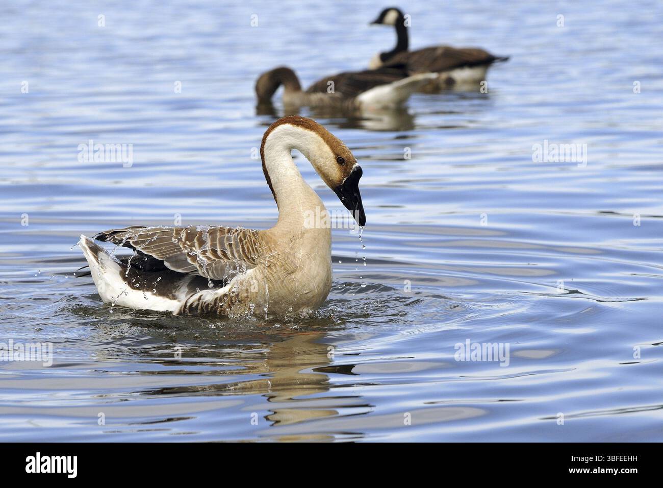 Swan goose (Anser cygnoides) Banque D'Images