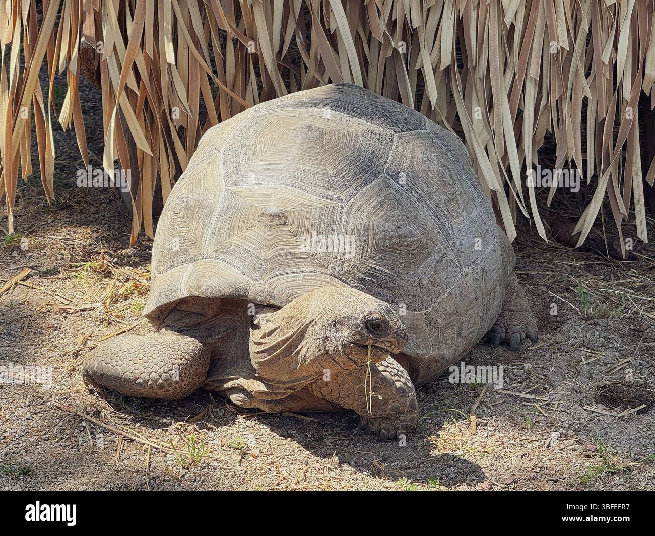 Une tortue prise lors d'une journée ensoleillée dans le Safari Park, placé sur la rive du lac majeur. Banque D'Images