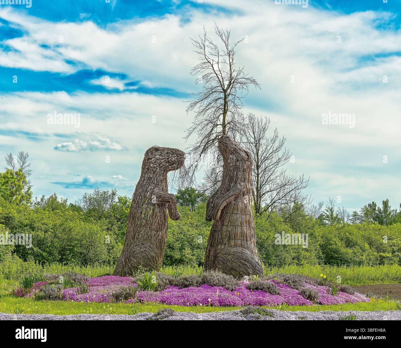 Groundhog Topiary - léger Banque D'Images