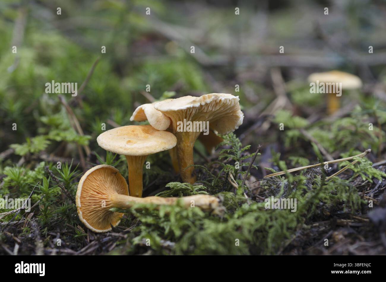 Fausse Chanterelle (Hygrophoropsis aurantiaca) Banque D'Images