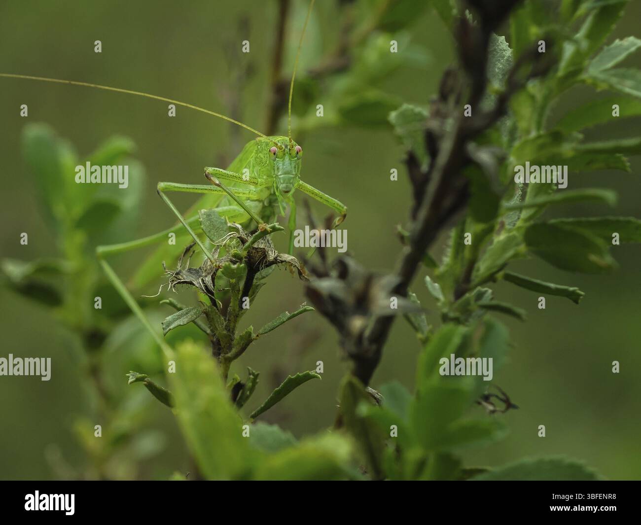 Bush vert Tettigonia viridissima (cricket) Banque D'Images