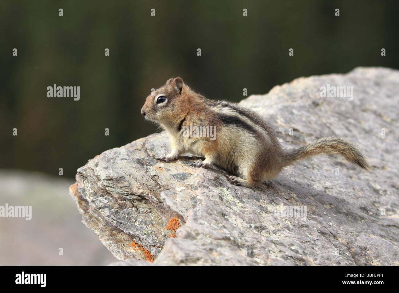 Moindre tchoumunk (Tamias minimus) Banque D'Images