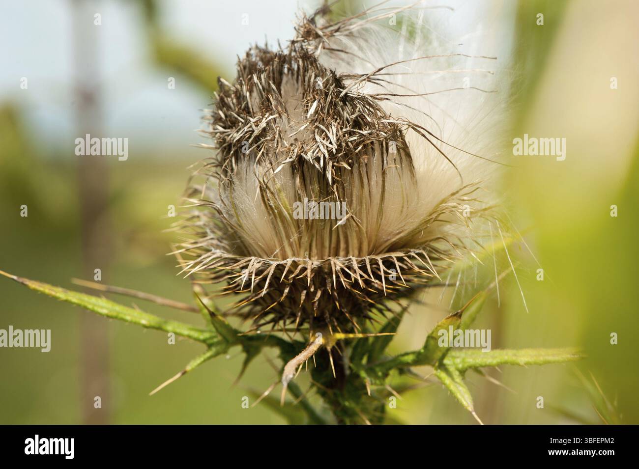 Chardon laineux (Cirsium eriophorum) Banque D'Images