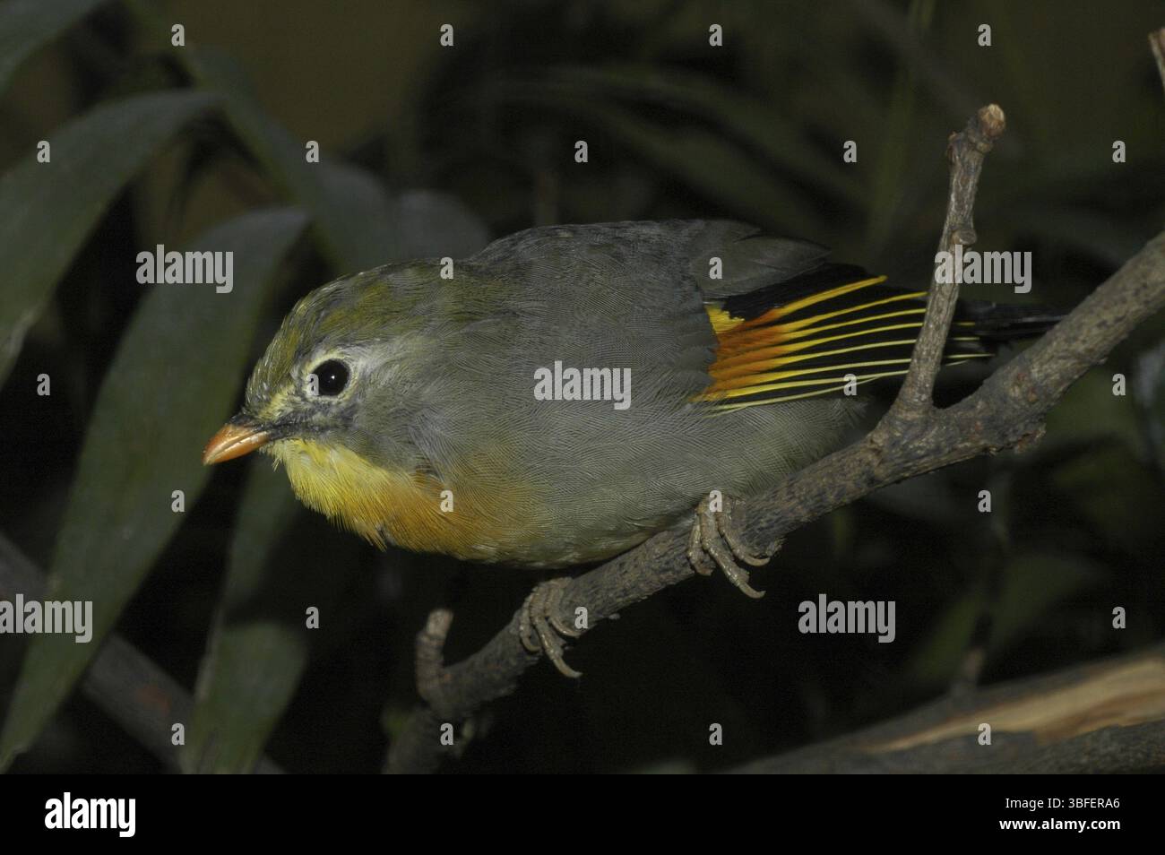 Sunbird, Nightingale chinois (Leiothrix lutea) Banque D'Images