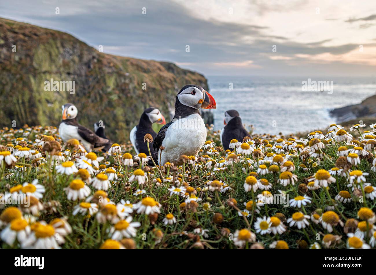 Macareux de l'Atlantique (macareux commun, Fratercula arctica) en fleurs à la mèche sur Skomer, une île de réserve naturelle sur la côte ouest du pays de Galles dans le Pembrokeshire Banque D'Images