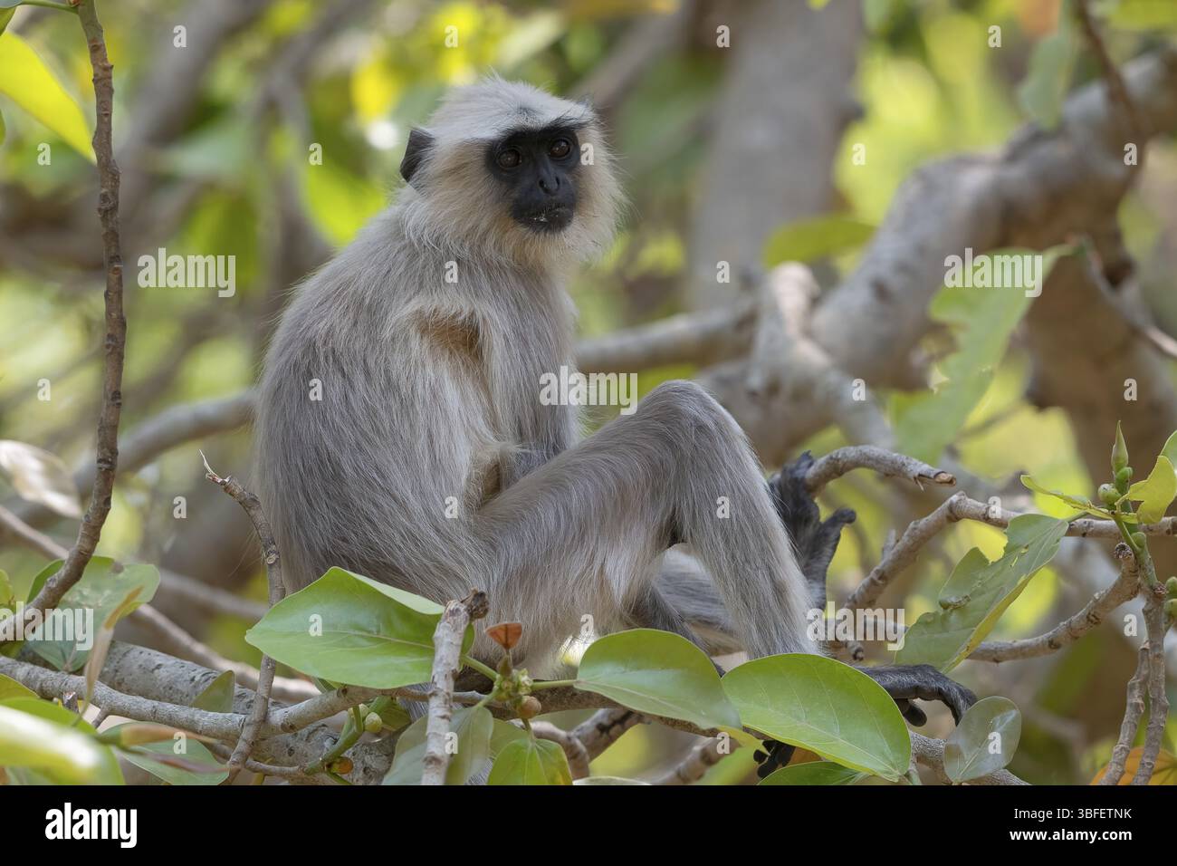Langur gris des plaines nordiques (Semnopithecus entellus), primate, parc national de Kanha, réserve de tigres, Jabalpur, Madhya Pradesh, Inde, Asie Banque D'Images