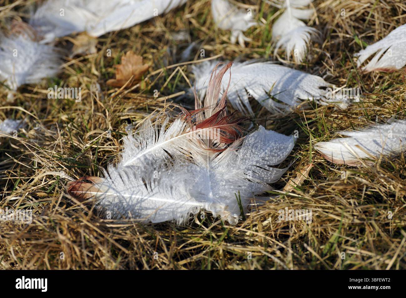 Plumes sanglantes Banque D'Images
